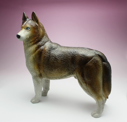 Siberian husky red copper - husky,